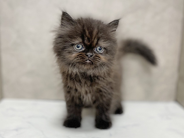 フォールデックス, 性別 女の子, 誕生日 2026/01/08, 毛色 ブラック, 出身 埼玉県, 店舗 池袋店(東京都), お問い合わせ番号 2510753