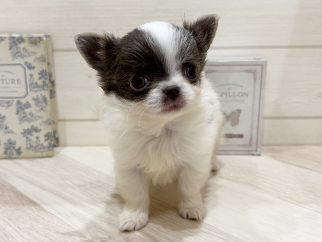 愛知県のチワワ(ロング) (ペッツファースト岡崎店/2026年1月8日生まれ/男の子/イザベラタンホワイト)の子犬の1枚目の画像