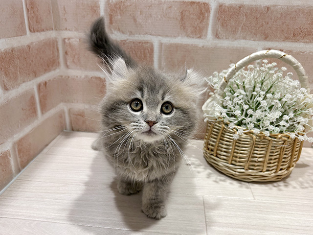 アメリカンカール, 性別 男の子, 誕生日 2026/01/01, 毛色 ブルータビー, 出身 埼玉県, 店舗 町田店(東京都), お問い合わせ番号 2510757