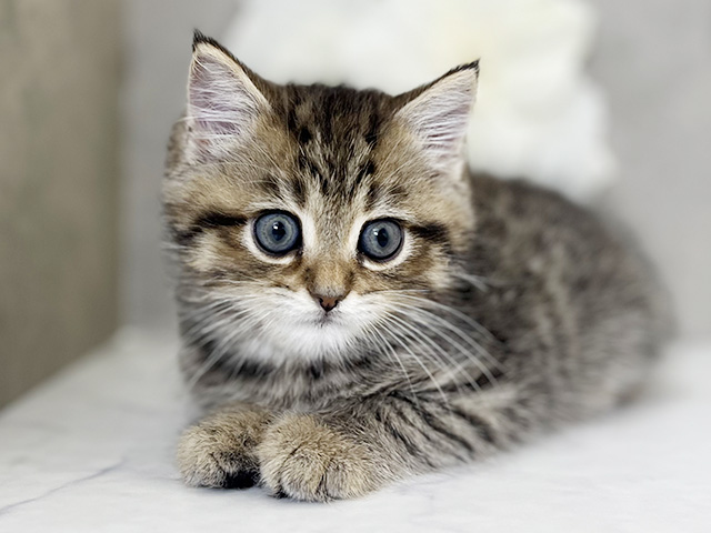 東京都のアメリカンショートヘアー (ペッツファースト下北沢店/2026年1月6日生まれ/男の子/ブラウンタビー)の子猫の1枚目の画像