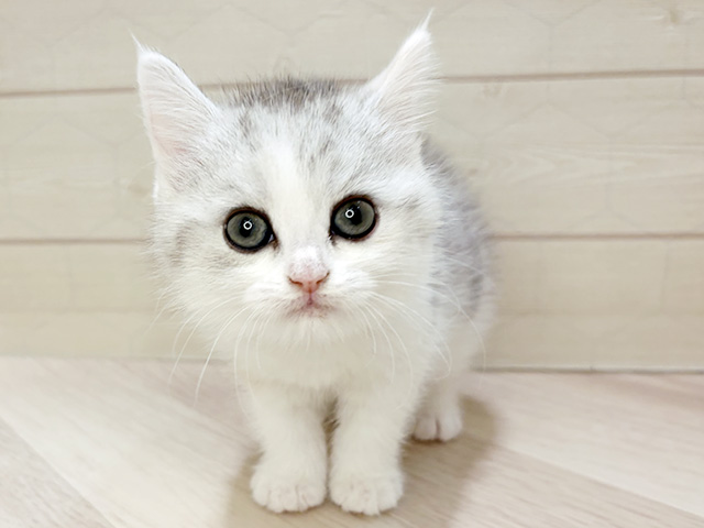 埼玉県のブリティッシュショートヘアー (ペッツファーストレイクタウン店/2026年1月6日生まれ/女の子/ブルーシルバーパッチドタビーホワイト)の子猫の1枚目の画像