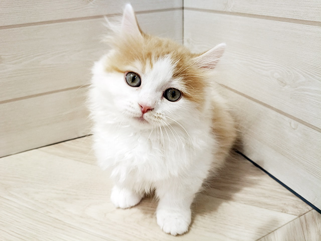 神奈川県のマンチカン (ペッツファースト川崎店/2025年12月28日生まれ/男の子/レッドタビーホワイト)の子猫