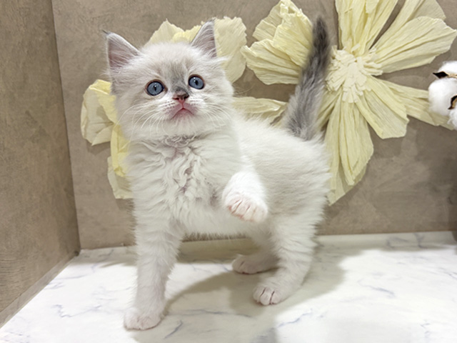 兵庫県のラグドール (ペッツファースト神戸三宮センター街店/2026年1月7日生まれ/男の子/ブルーポイントミテッド)の子猫の1枚目の画像