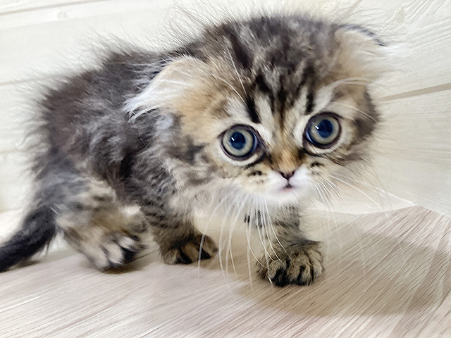 鳥取県のスコティッシュフォールド (ペッツファースト日吉津店/2026年1月4日生まれ/女の子/ブラウンタビー)の子猫の1枚目の画像