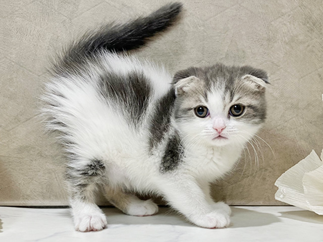茨城県のスコティッシュフォールド (ペッツファースト土浦店/2026年1月4日生まれ/女の子/ブルータビーホワイト)の子猫