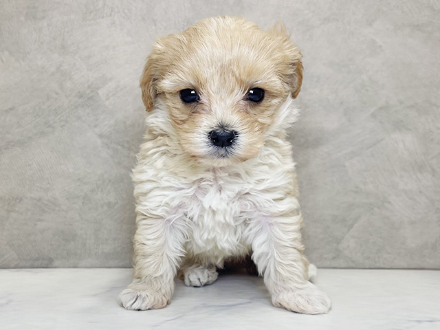 埼玉県のマルプー(マルチーズ×プードル) (ペッツファーストPETEMOレイクタウンmori店/2026年1月7日生まれ/女の子/アプリコット)の子犬の1枚目の画像