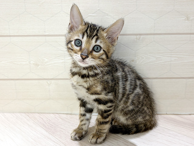 埼玉県のベンガル (ペッツファーストレイクタウン店/2026年1月7日生まれ/男の子/ブラウンスポットタビー)の子猫の1枚目の画像