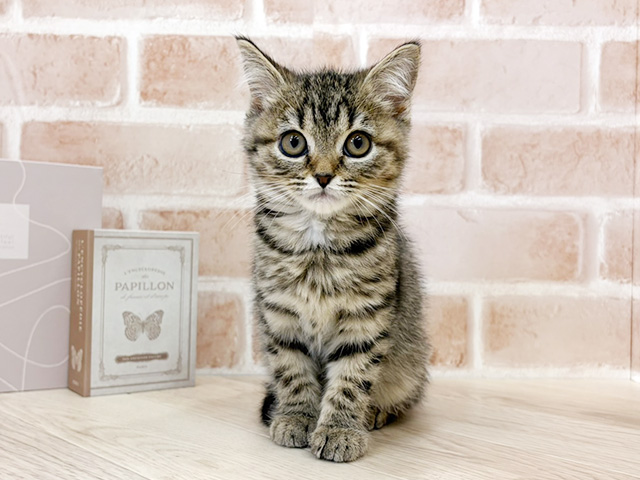 千葉県のブリティッシュショートヘアー (ペッツファースト市川妙典店/2026年1月6日生まれ/女の子/ブラウンタビー)の子猫の1枚目の画像