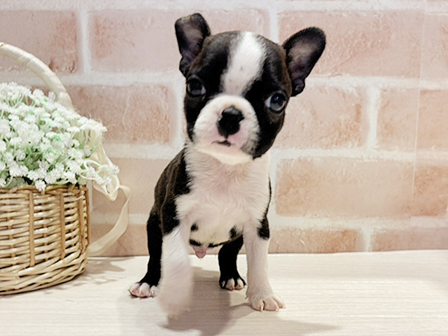 神奈川県のボストンテリア (ペッツファースト横浜元町店/2026年1月7日生まれ/男の子/ボストンカラー)の子犬の1枚目の画像