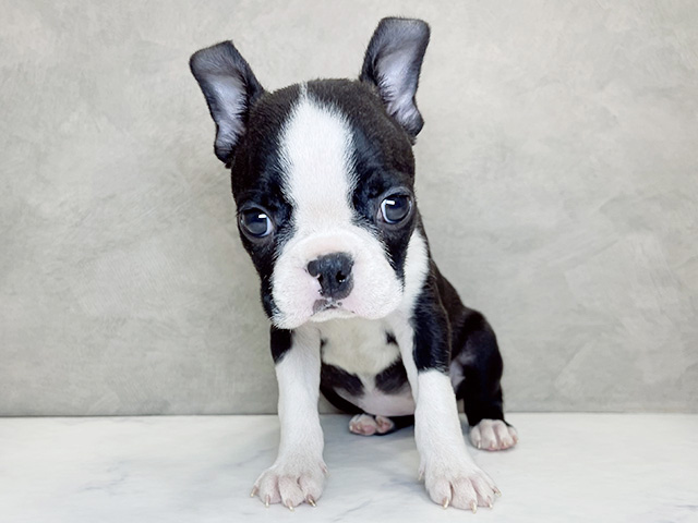 埼玉県のボストンテリア (ペッツファーストPETEMOレイクタウンmori店/2026年1月7日生まれ/女の子/ボストンカラー)の子犬の1枚目の画像
