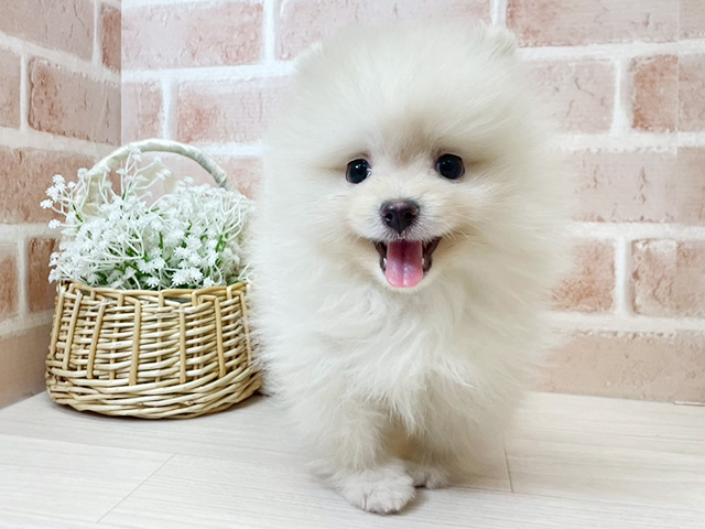 大阪府のポメラニアン (ペッツファースト茨木店/2026年1月7日生まれ/男の子/クリーム)の子犬の1枚目の画像