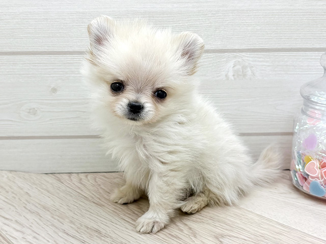 東京都のポメチワ/チワポメ/ポメチー(ポメラニアン×チワワ) (ペッツファースト渋谷店/2026年1月7日生まれ/女の子/クリーム)の子犬の1枚目の画像