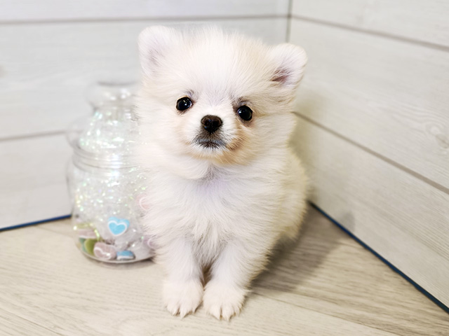 神奈川県のポメチワ/チワポメ/ポメチー(ポメラニアン×チワワ) (ペッツファースト川崎店/2026年1月7日生まれ/女の子/クリーム)の子犬