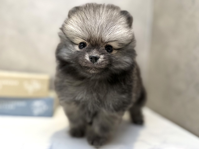 埼玉県のポメラニアン (ペッツファースト川口店/2026年1月8日生まれ/男の子/ウルフセーブル)の子犬の1枚目の画像