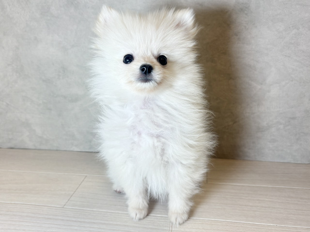 神奈川県のポメラニアン (ペッツファースト茅ヶ崎店/2026年1月8日生まれ/女の子/クリーム)の子犬