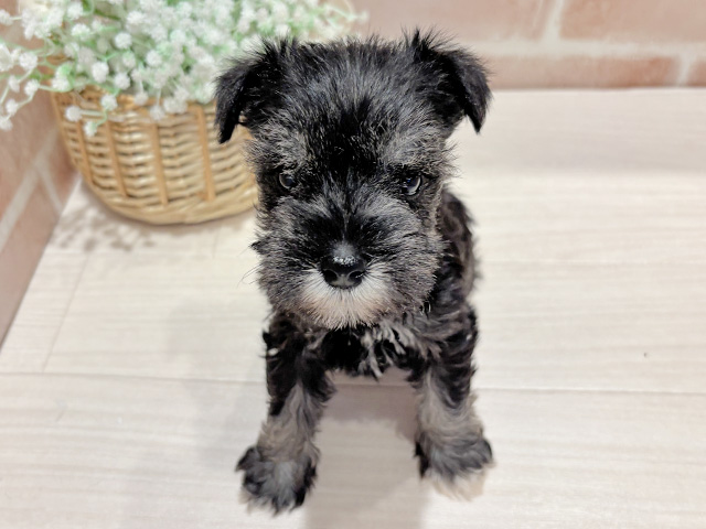 ミニチュアシュナウザー