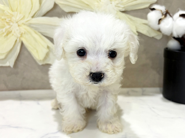 ビションフリーゼ