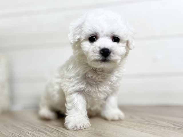 ビションフリーゼ