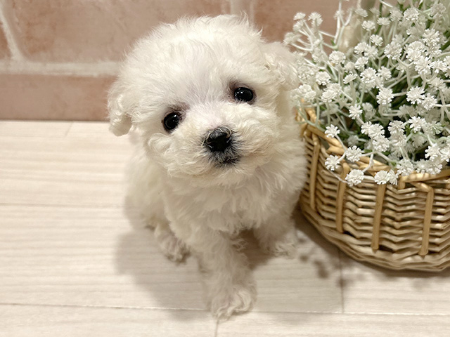 ビションフリーゼ