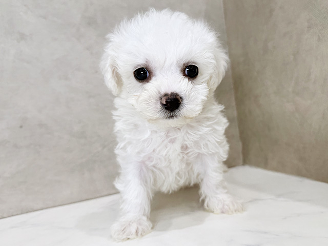 ビションフリーゼ