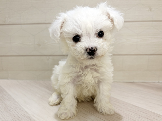 ビションフリーゼ