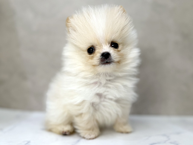 東京都のポメラニアン (ペッツファーストららぽーと立川立飛店/2026年1月8日生まれ/男の子/クリーム)の子犬