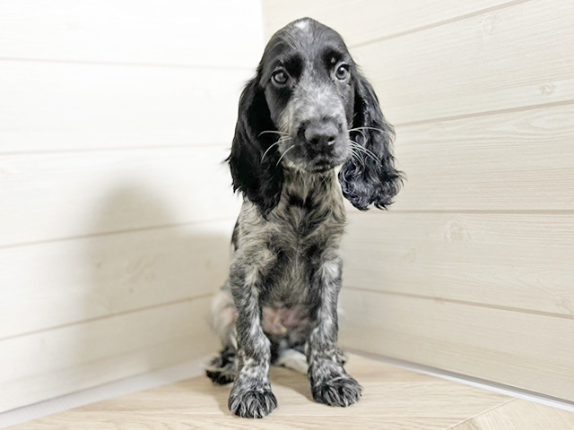 埼玉県のイングリッシュコッカースパニエル (ペッツファースト春日部店/2025年12月30日生まれ/男の子/ブルーローン)の子犬の1枚目の画像