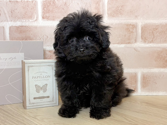 千葉県のポメプー(ポメラニアン×プードル) (ペッツファースト市川妙典店/2026年1月4日生まれ/男の子/ブラック)の子犬の1枚目の画像