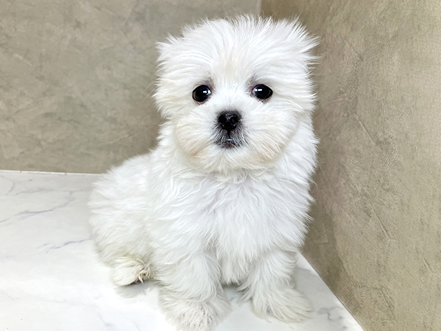 茨城県のマルプー(マルチーズ×プードル) (ペッツファースト土浦店/2026年1月8日生まれ/男の子/クリーム)の子犬の1枚目の画像