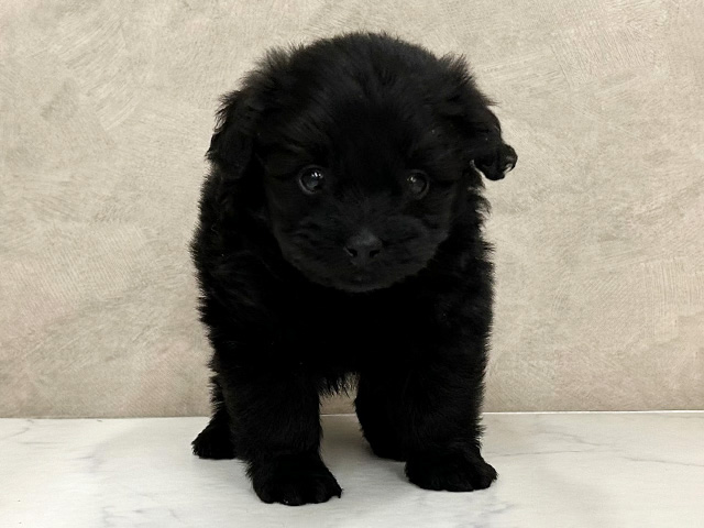 ポメプー, 性別 男の子, 誕生日 2026/01/08, 毛色 ブラック, 出身 兵庫県, 店舗 岩槻店(埼玉県), お問い合わせ番号 2555279