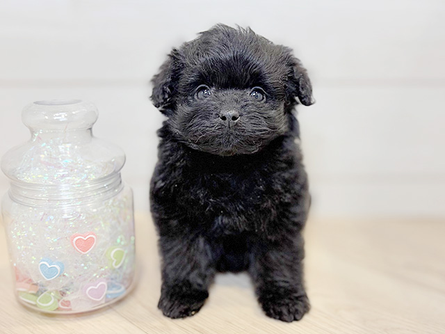 ポメプー, 性別 女の子, 誕生日 2026/01/08, 毛色 ブラック, 出身 兵庫県, 店舗 川崎店(神奈川県), お問い合わせ番号 2555280