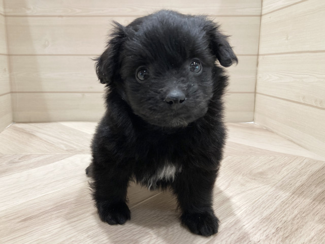 ポメプー, 性別 女の子, 誕生日 2026/01/08, 毛色 ブラックホワイト, 出身 兵庫県, 店舗 豊洲店(東京都), お問い合わせ番号 2555281