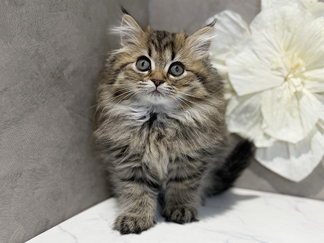 ブリティッシュ