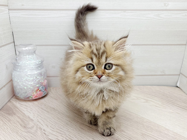 東京都のブリティッシュロングヘアー (ペッツファースト渋谷店/2026年1月5日生まれ/女の子/ブラックゴールデンタビー)の子猫の1枚目の画像