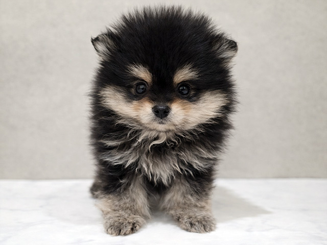 東京都のポメラニアン (ペッツファースト中野店/2026年1月8日生まれ/男の子/ブラックタン)の子犬の1枚目の画像