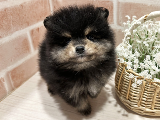 東京都のポメラニアン (ペッツファースト町田店/2026年1月8日生まれ/男の子/ブラックタン)の子犬の1枚目の画像
