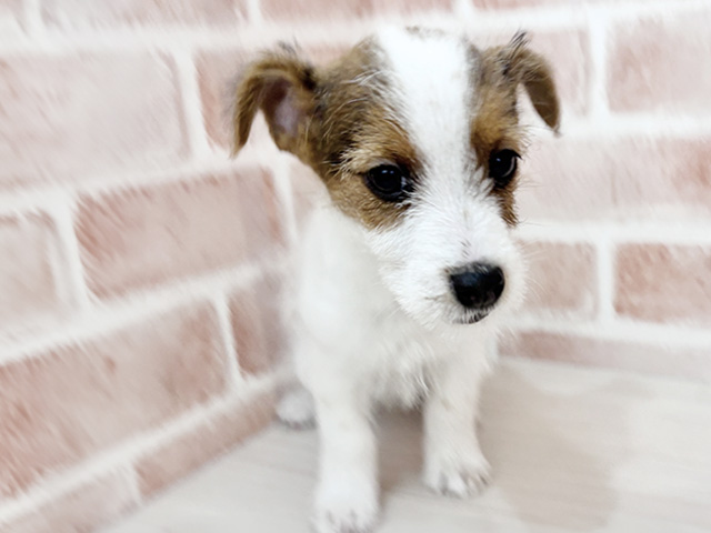 埼玉県のジャックラッセルテリア (ペッツファースト春日部店/2025年12月22日生まれ/男の子/ホワイトタン)の子犬の1枚目の画像