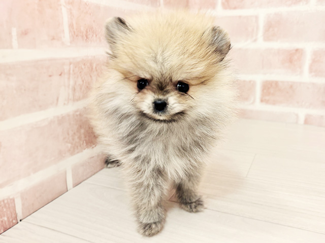 埼玉県のポメラニアン (ペッツファースト春日部店/2025年12月30日生まれ/女の子/オレンジ)の子犬の1枚目の画像