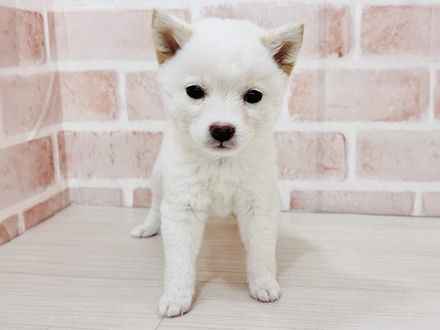 埼玉県の豆柴 (ペッツファースト春日部店/2025年12月14日生まれ/女の子/白)の子犬の1枚目の画像