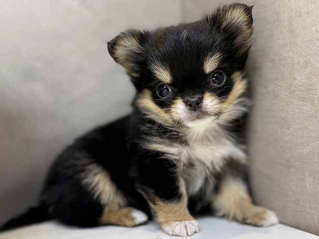 埼玉県のチワワ(ロング) (ペッツファースト川口店/2026年1月9日生まれ/女の子/ブラックタンホワイト)の子犬