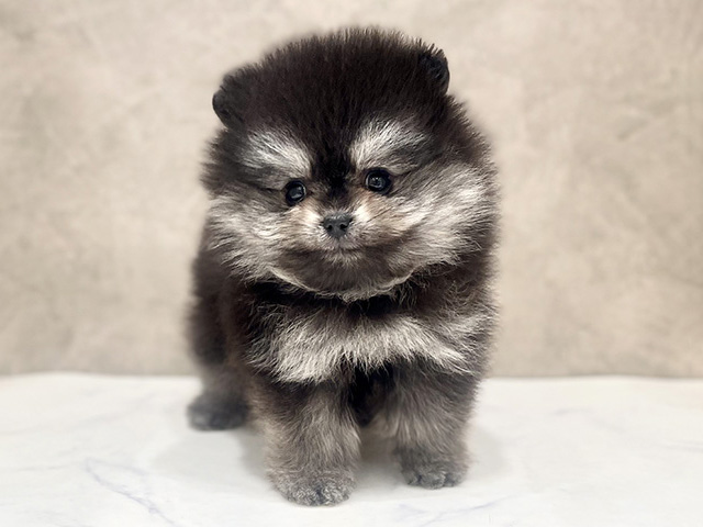 千葉県のポメラニアン (ペッツファーストららぽーとTOKYO-BAY店/2026年1月8日生まれ/女の子/ブラックタン)の子犬の1枚目の画像