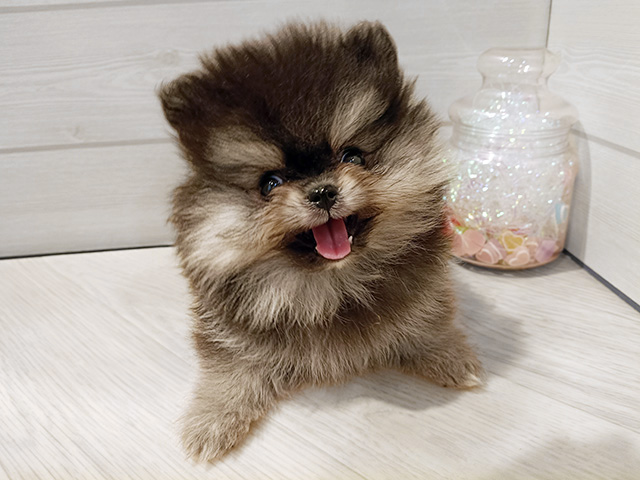 神奈川県のポメラニアン (ペッツファースト川崎店/2026年1月8日生まれ/男の子/ブラックタン)の子犬