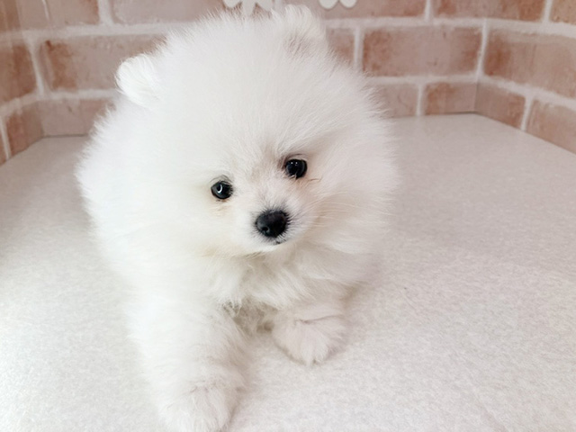 東京都のポメラニアン (ペッツファーストお台場店/2026年1月8日生まれ/男の子/クリーム)の子犬の1枚目の画像