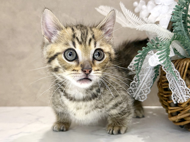 大阪府のジェネッタ (ペッツファースト茶屋町店/2026年1月9日生まれ/男の子/ブラウンスポットタビー)の子猫の1枚目の画像