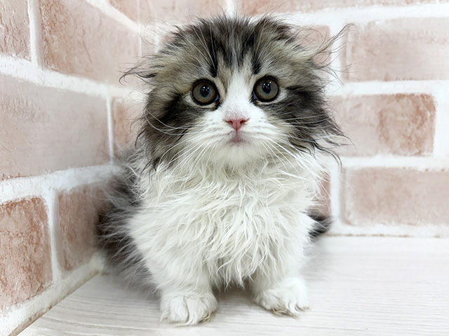 神奈川県のミヌエット (ペッツファーストfor cats横浜元町店/2026年1月7日生まれ/女の子/ブラウンパッチドタビーホワイト)の子猫の1枚目の画像