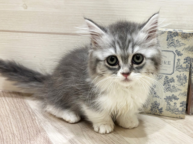 愛知県のミヌエット (ペッツファースト岡崎店/2026年1月8日生まれ/男の子/シルバータビーホワイト)の子猫の1枚目の画像