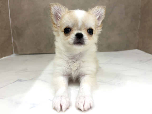 京都府のチワワ(ロング) (ペッツファースト京都四条河原町店/2026年1月8日生まれ/女の子/クリームホワイト)の子犬