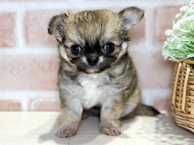 岡山県のチワワ(ロング) (ペッツファースト倉敷店/2026年1月9日生まれ/女の子/フォーン)の子犬