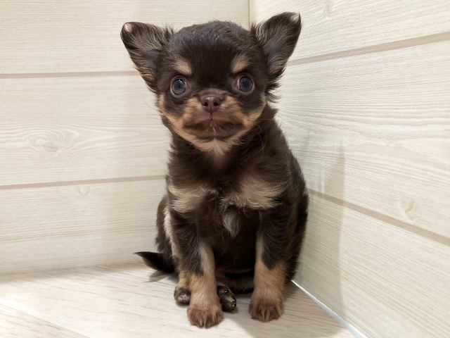 東京都のチワワ(ロング) (ペッツファースト豊洲店/2026年1月9日生まれ/女の子/チョコレートタン)の子犬の1枚目の画像