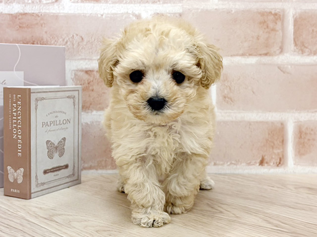 千葉県のトイプードル(ティーカップ) (ペッツファースト市川妙典店/2026年1月9日生まれ/男の子/クリーム)の子犬の1枚目の画像
